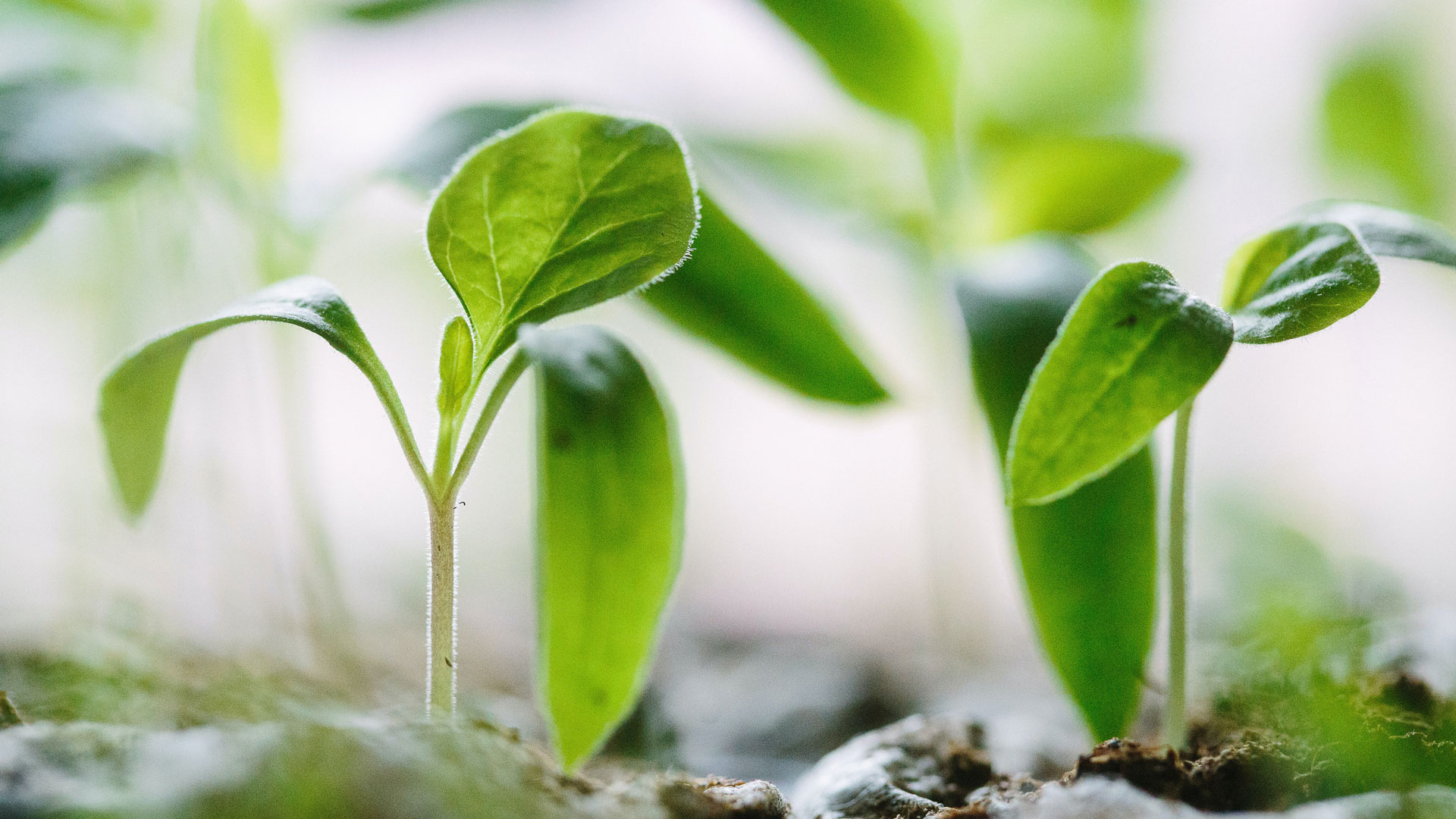 sustainability